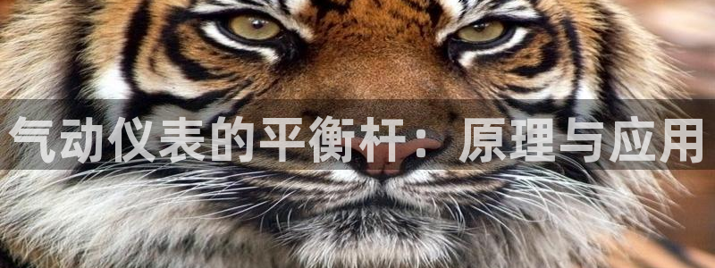 云顶国际游戏平台app